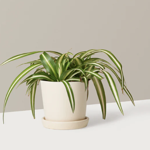 Хлорафитум